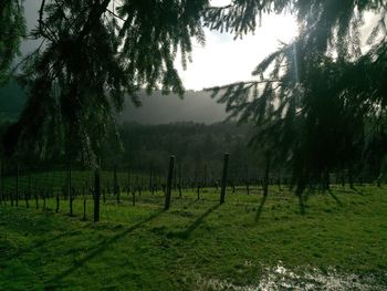 Trees on grassy field