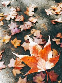 Close-up of maple leaves fallen in autumn