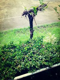Plants growing in pond