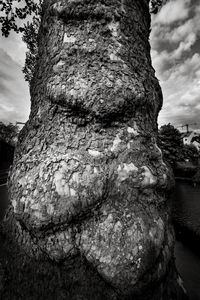 Close-up of tree trunk against sky