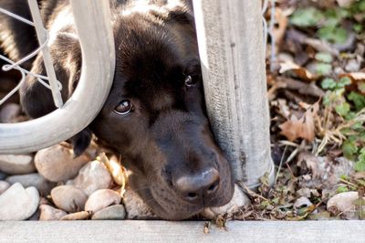 Close-up of dog