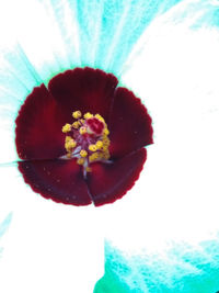 Close-up of red flower