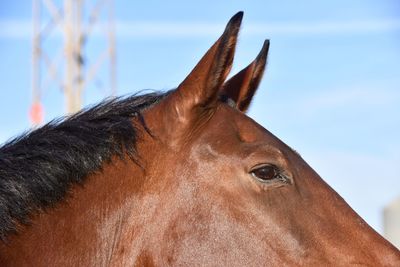 Close-up of horse against sky