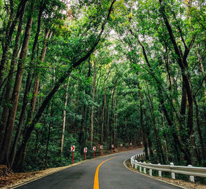 Road amidst trees in forest