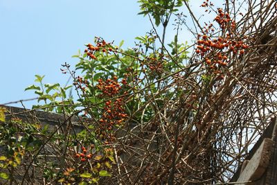 Close-up of tree against sky