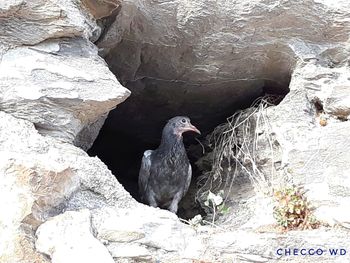 View of birds perching on rock