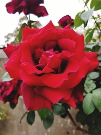 Close-up of red flowers blooming outdoors