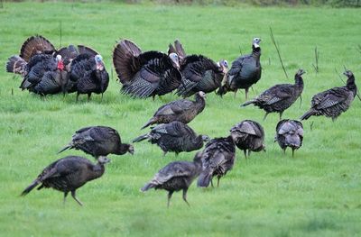 High angle view of wild turkeys  on grassy field
