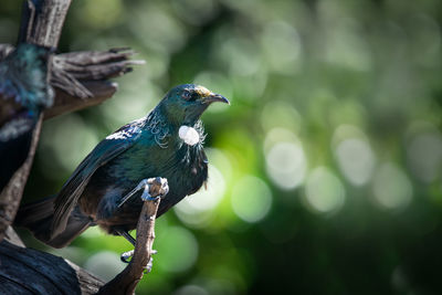 Close-up of bird perching on branch