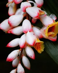 Close-up of pink flower