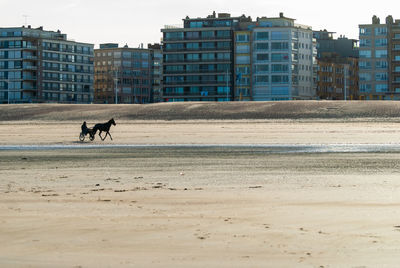 Training a racehorse on the beach at autumn with some buildings in the background