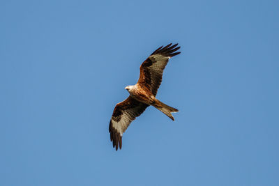 Low angle view of eagle flying against clear blue sky