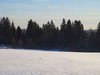 Trees on snow covered field against sky