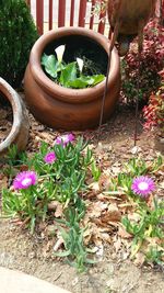 High angle view of potted plants in greenhouse