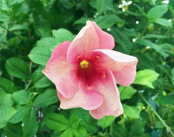 Close-up of pink flower