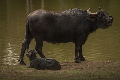 Side view of buffalo standing in lake