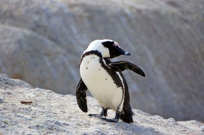 Close-up of penguin on rock