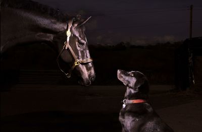 Dog and horse standing against sky