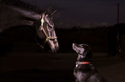 Dog standing against sky