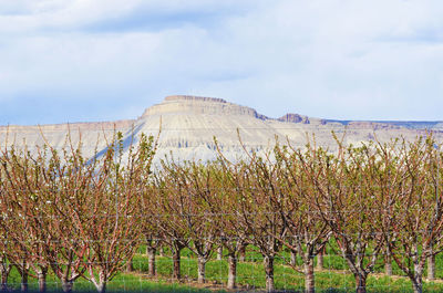 Plants growing on land against sky