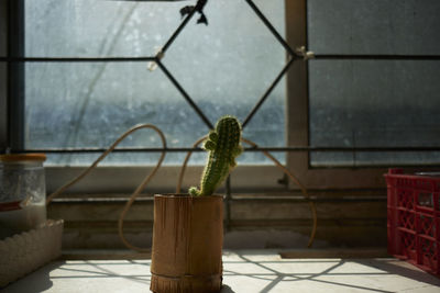 Potted plant on table