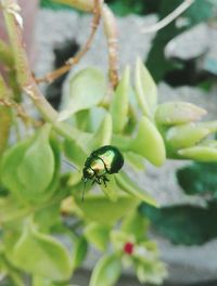 Close-up of insect on plant