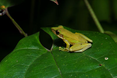 Close-up of lizard on plant