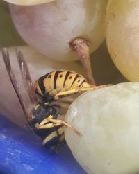 Close-up of insect on white surface