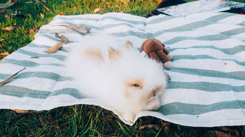 High angle view of rabbit on picnic blanket