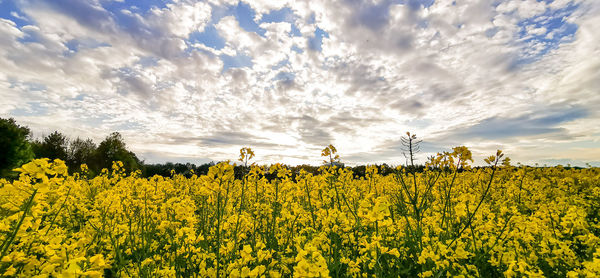 Scenic view of oilseed rape field against sky