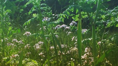 Flowers growing in field