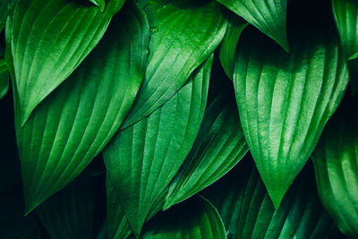 Top view of fresh green hosta leaves lush foliage natural background.