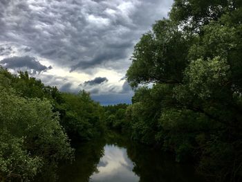 Scenic view of trees against sky