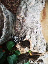 Close-up of butterfly on tree trunk