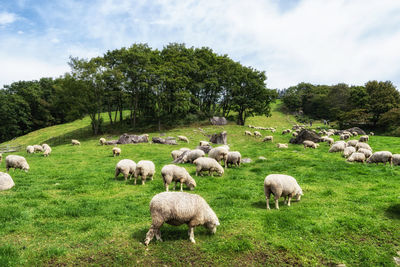 View of sheep on landscape