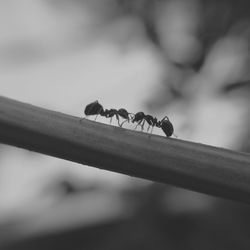 Close-up of ants fighting