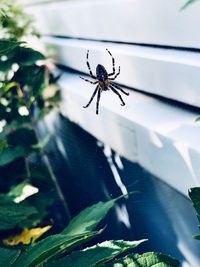 Close-up of spider on web