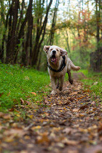 Dog running on field