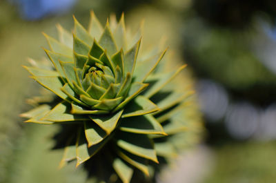 Close-up of succulent plant