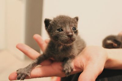 Close-up of person holding kitten