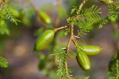 Close-up of berries on plant
