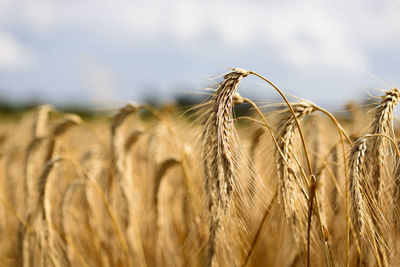 Close-up of wheat field