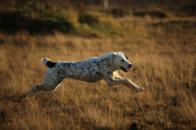 Side view of giraffe running on field