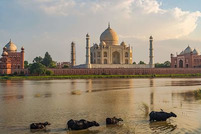 Buffaloes in river against taj mahal during sunset