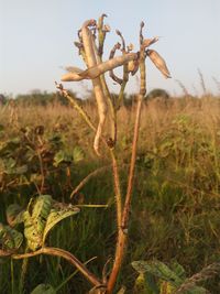 Close-up of plant on field against sky