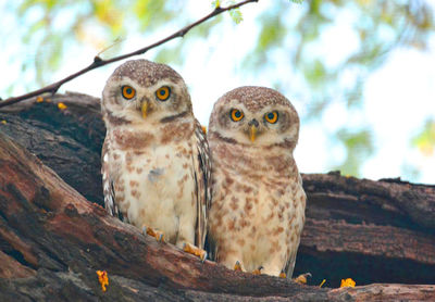 Close-up of owls perching on tree