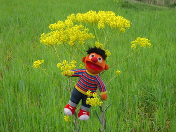 View of yellow flowers on field