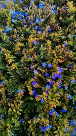 Full frame shot of purple flowers