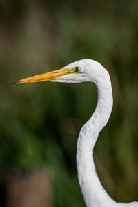 Close-up of a bird against blurred background