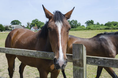 Horse standing in ranch against sky